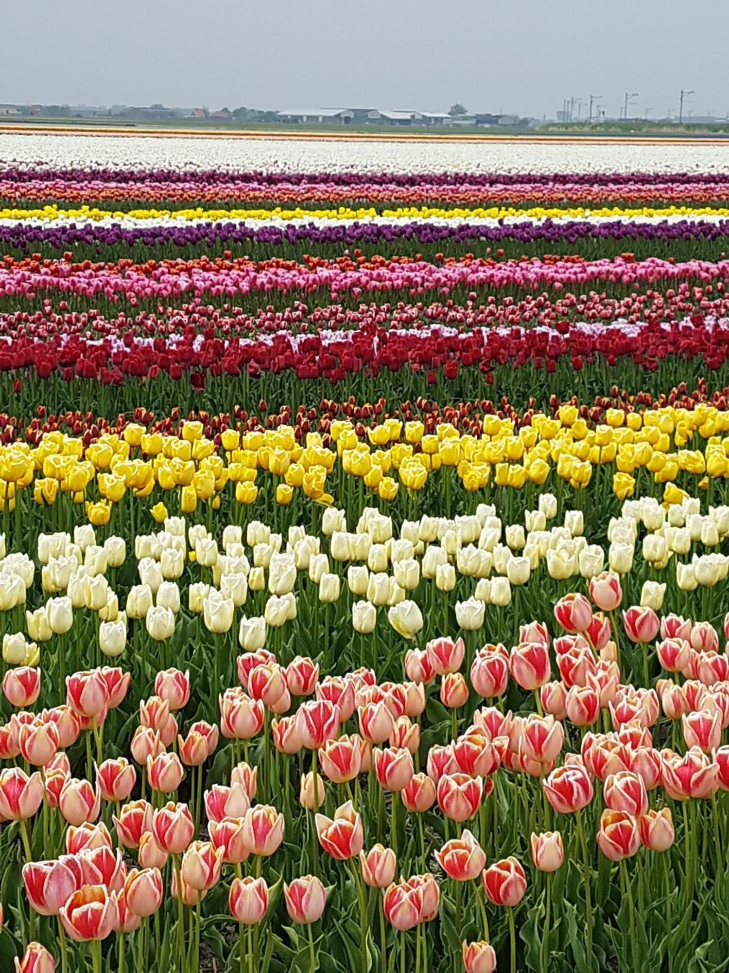 Romantisch Huisje Nabij Het Strand Met Uitzicht Op De Tulpenvelden Юліанадорп Екстер'єр фото