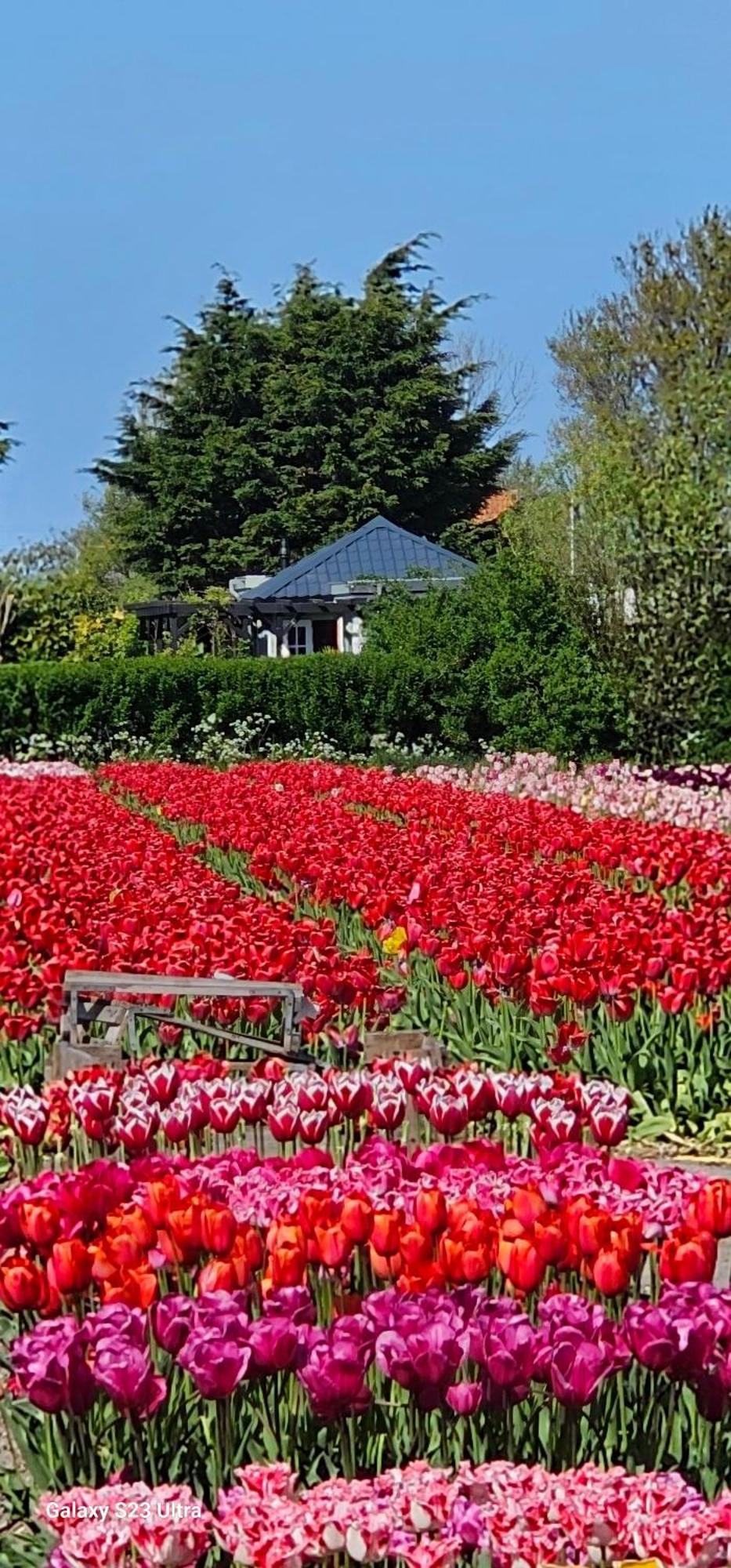 Romantisch Huisje Nabij Het Strand Met Uitzicht Op De Tulpenvelden Юліанадорп Екстер'єр фото