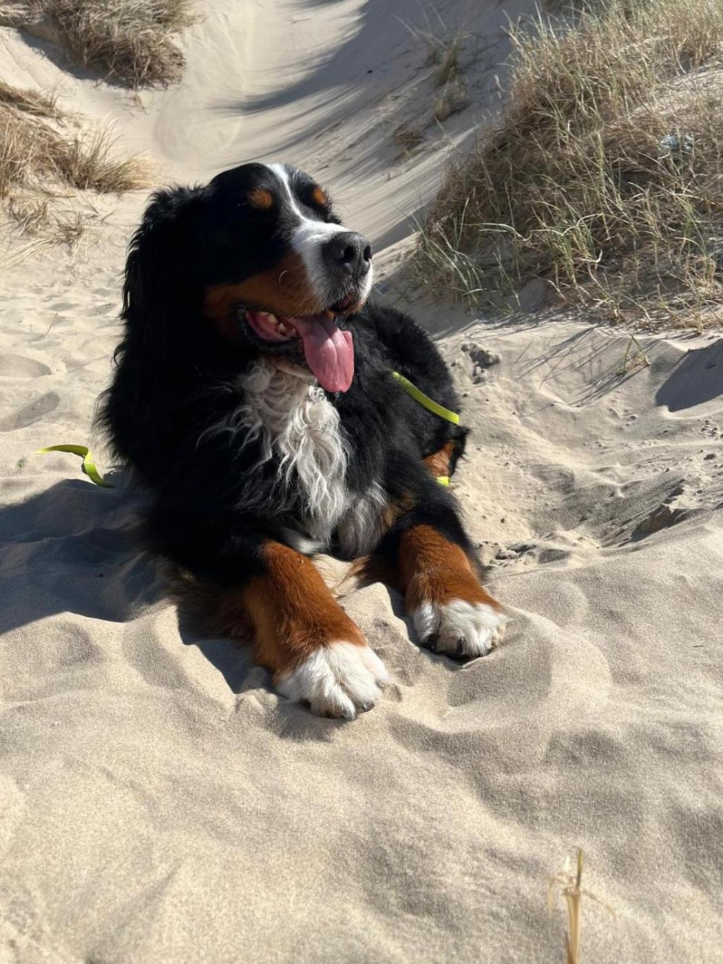 Romantisch Huisje Nabij Het Strand Met Uitzicht Op De Tulpenvelden Юліанадорп Екстер'єр фото