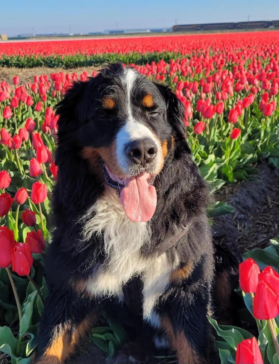 Romantisch Huisje Nabij Het Strand Met Uitzicht Op De Tulpenvelden Юліанадорп Екстер'єр фото