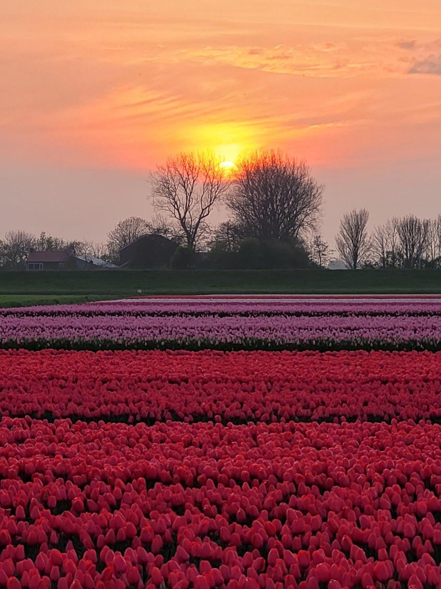 Romantisch Huisje Nabij Het Strand Met Uitzicht Op De Tulpenvelden Юліанадорп Екстер'єр фото